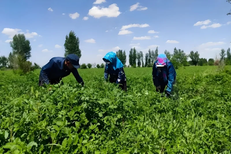 在农村,种植这种植物,一年能挣十多万!