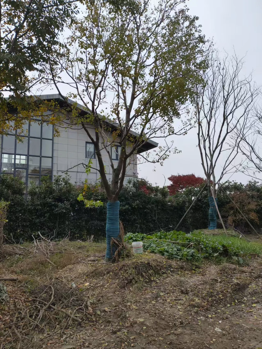 做苗木生意的老板们今年还好吗？