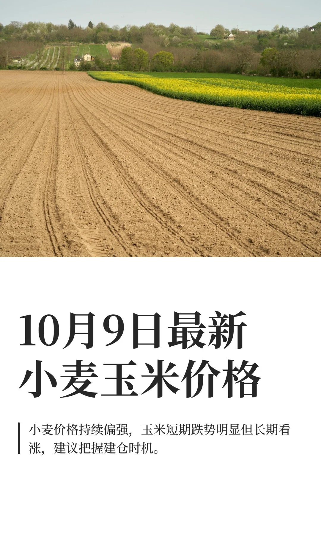 10月9日最新小麦玉米价格