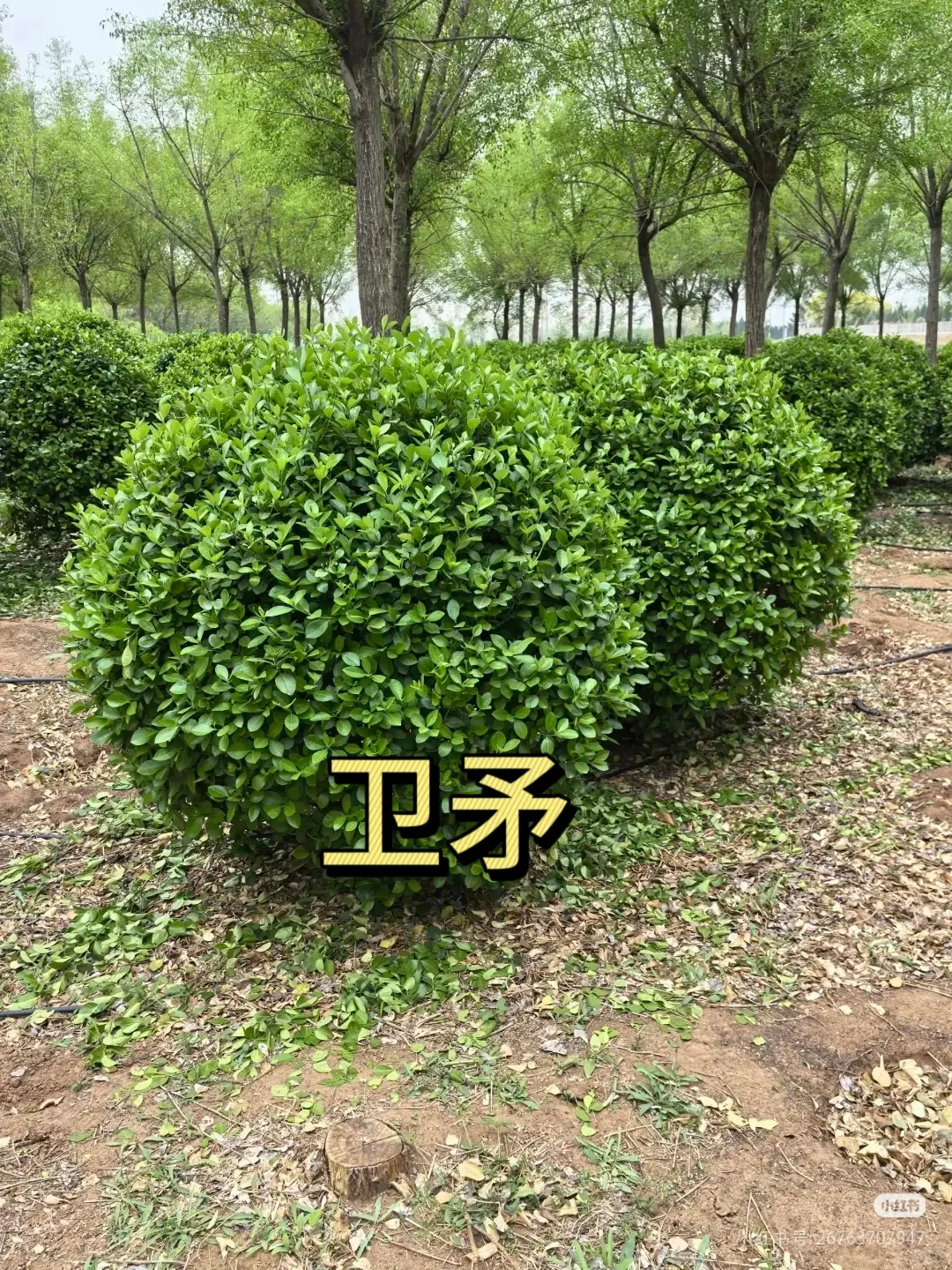 每日认识几种苗木花卉