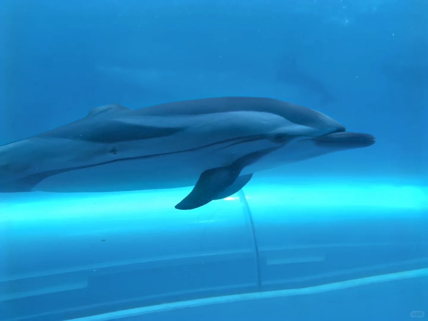 日本关西地区纪伊半岛和歌山太地町，海豚湾