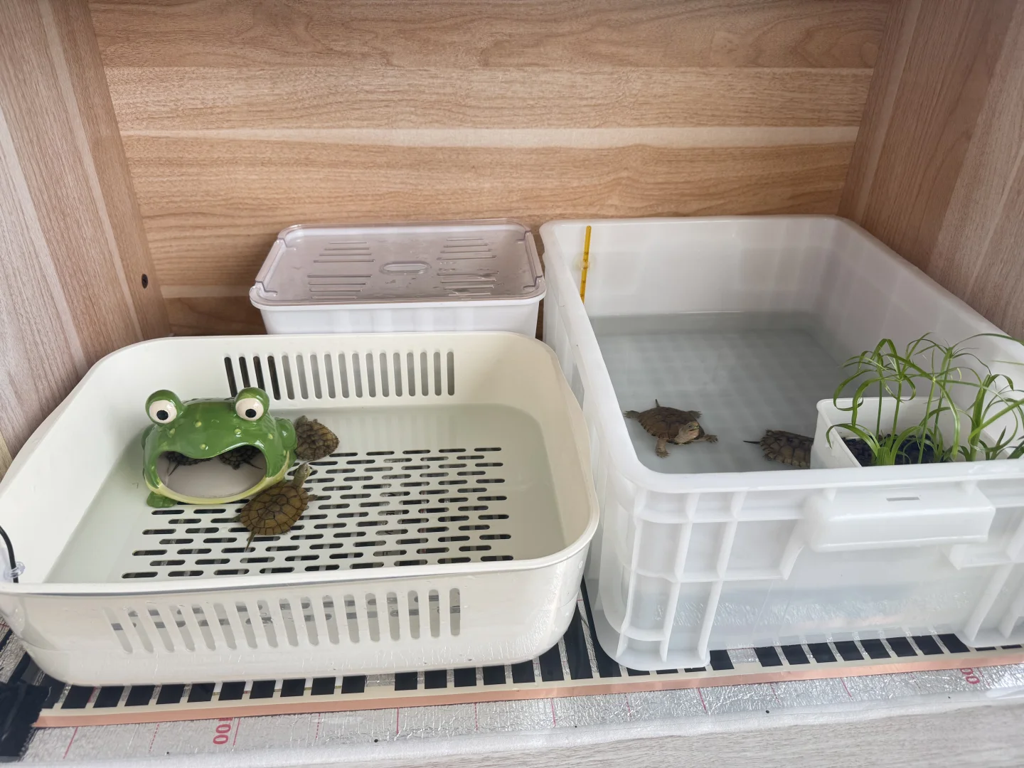 龟缸多的加温可以试试石墨烯加热垫