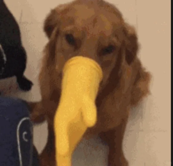 论留子如何对付烟雾报警器以及一个无端联想