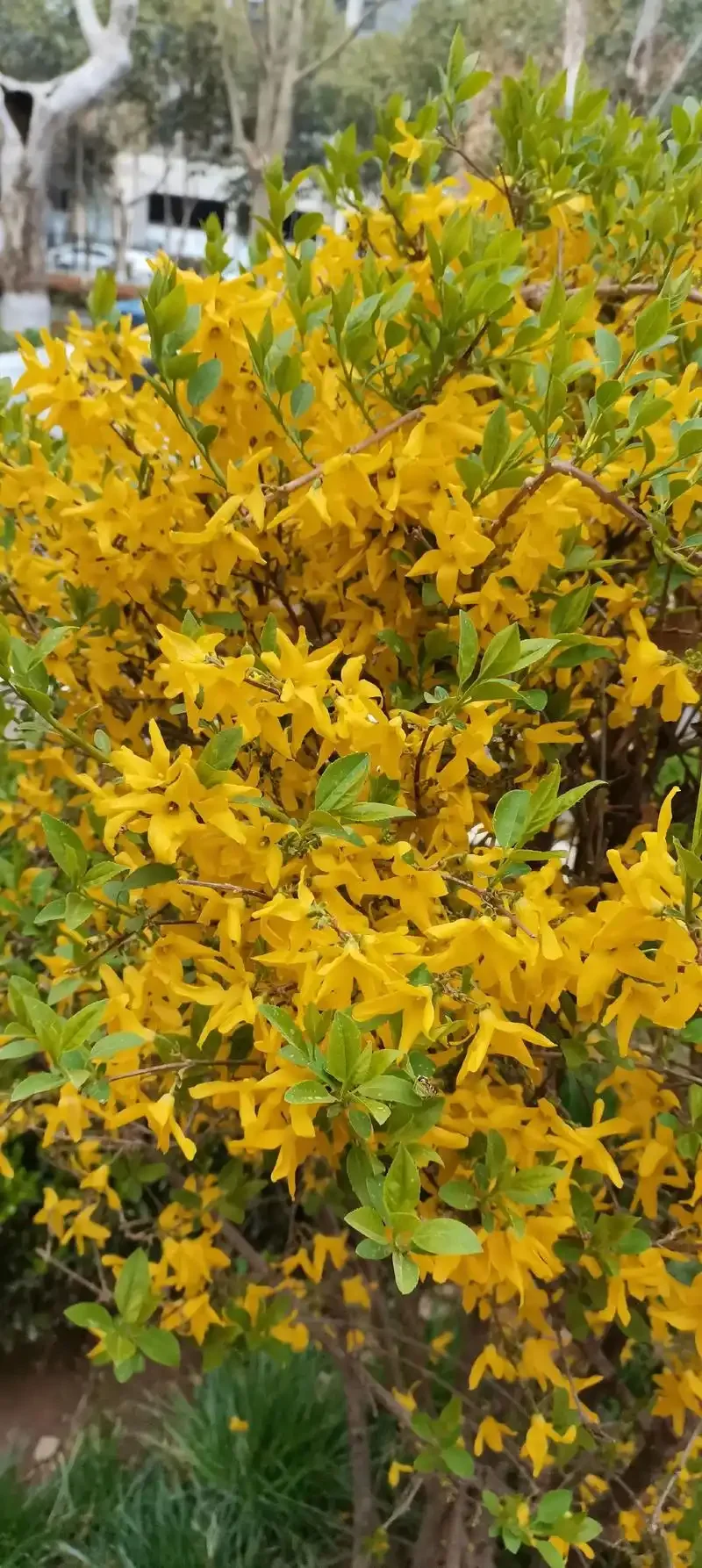 元梦之星农场赏析萤草8小时经济作物连翘