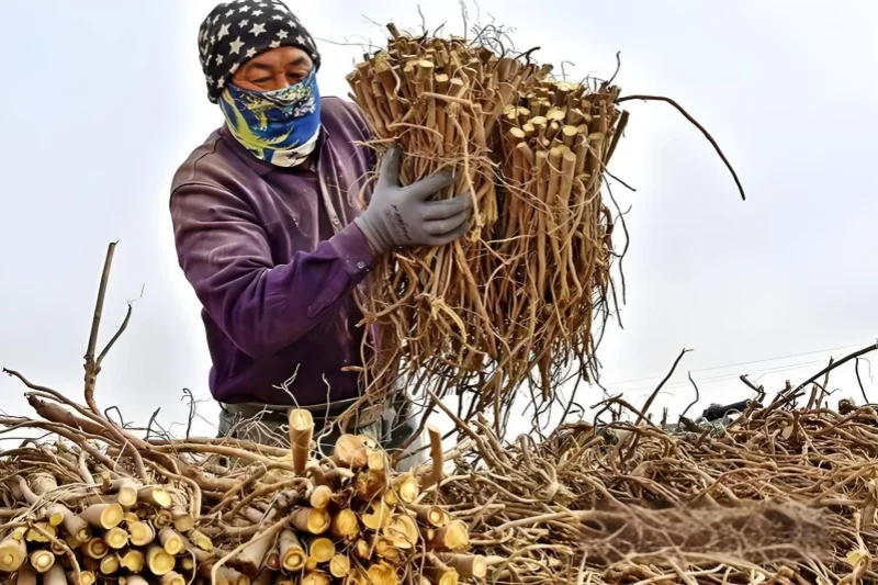 在农村,种植这种植物,一年能挣十多万!