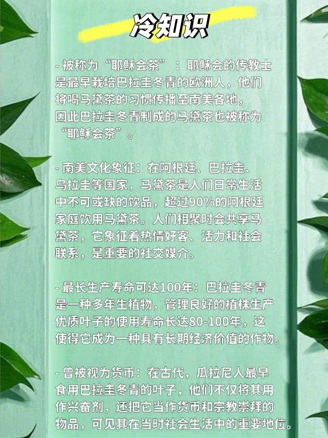 梅西续命的马黛茶，来自这棵冬青！