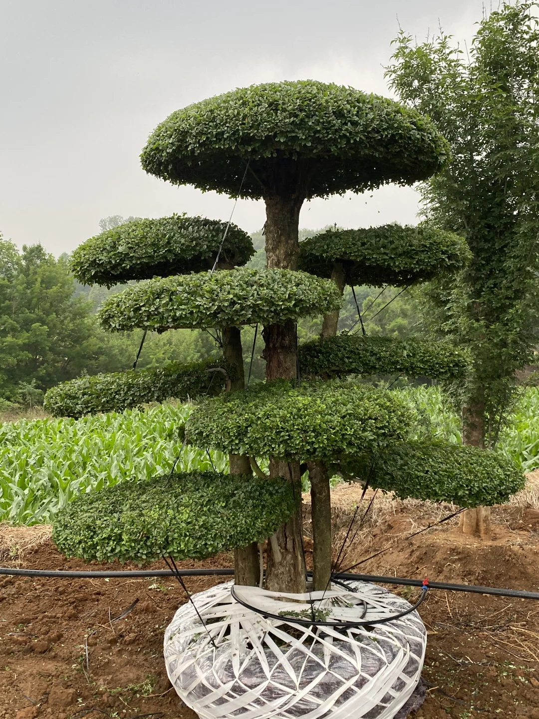 这是什么神仙造型的造型树