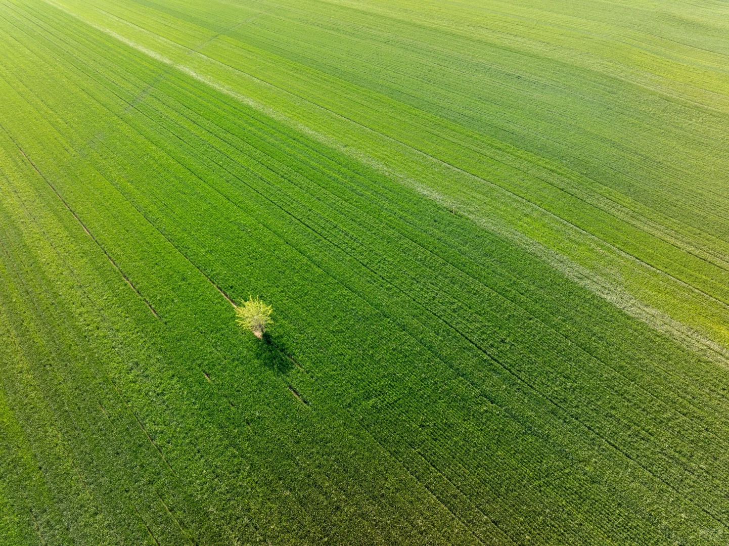 春天的绿色小麦田✅