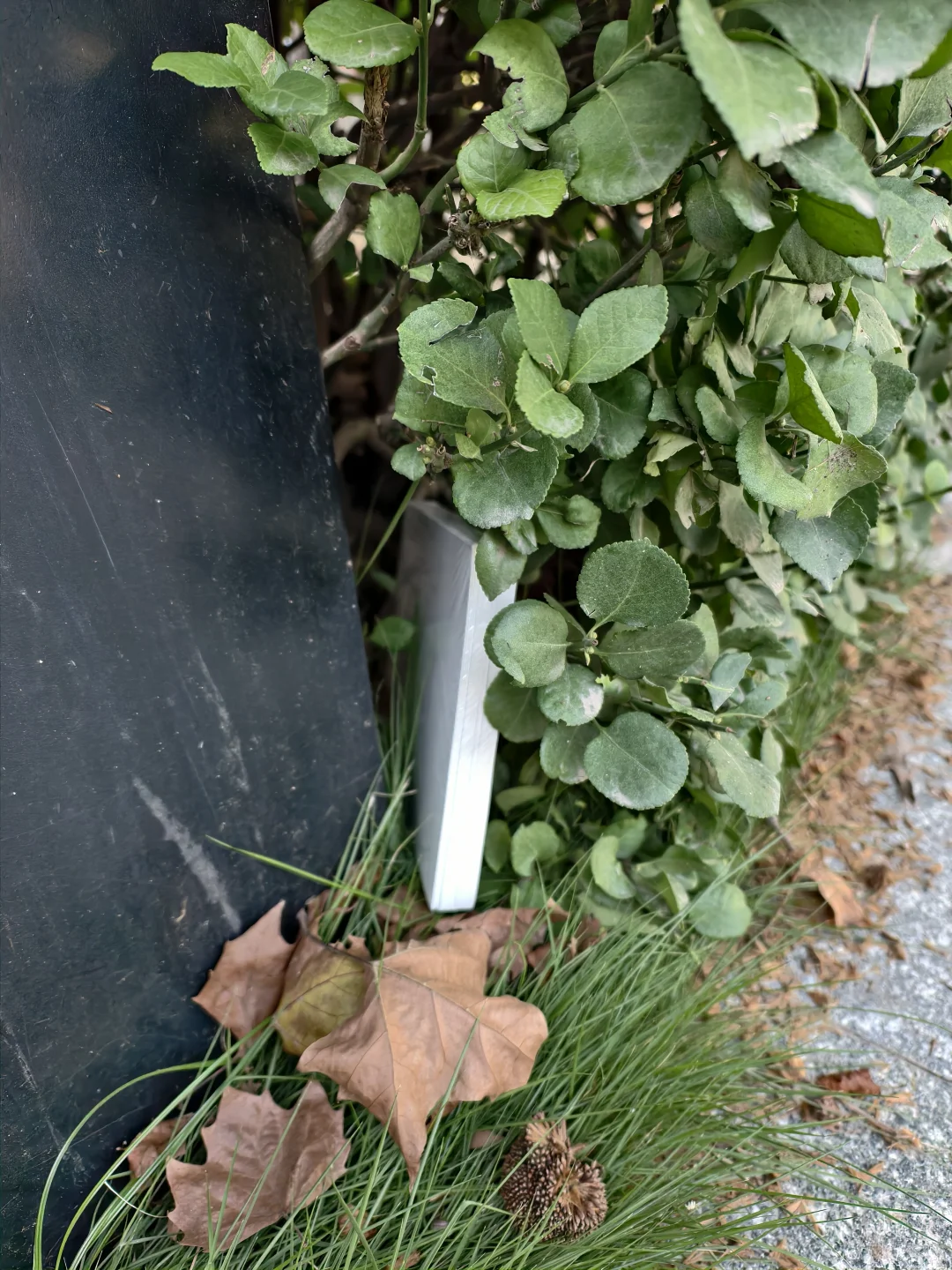 河南牧业的友友们寻宝了