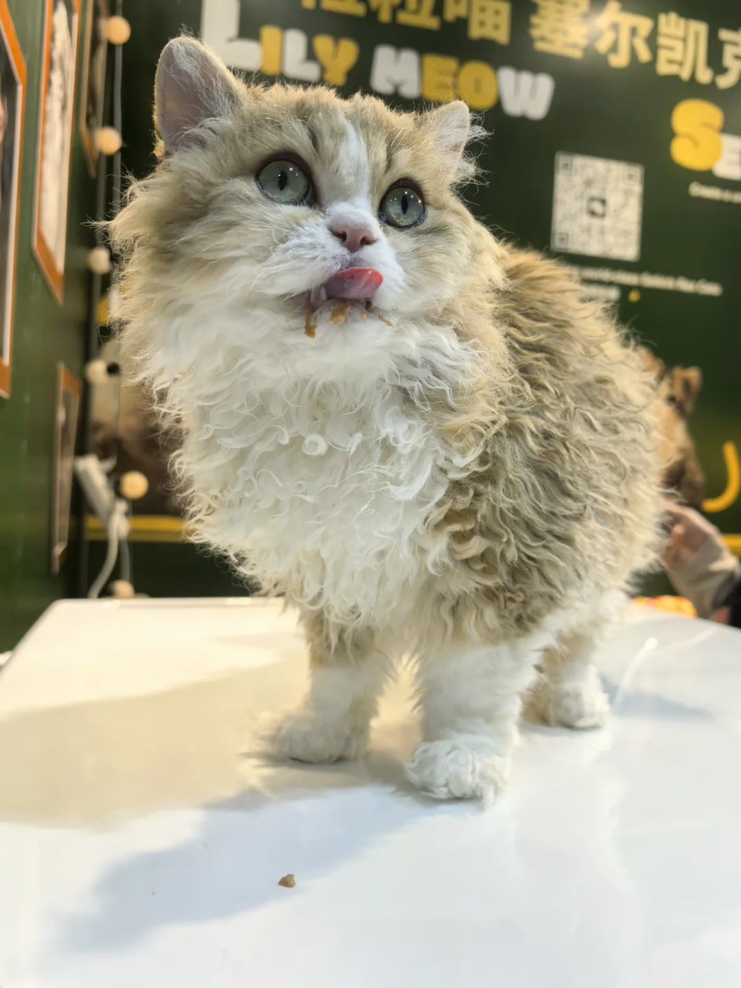 打卡有宠生活2025年宠物展-国际展览中心