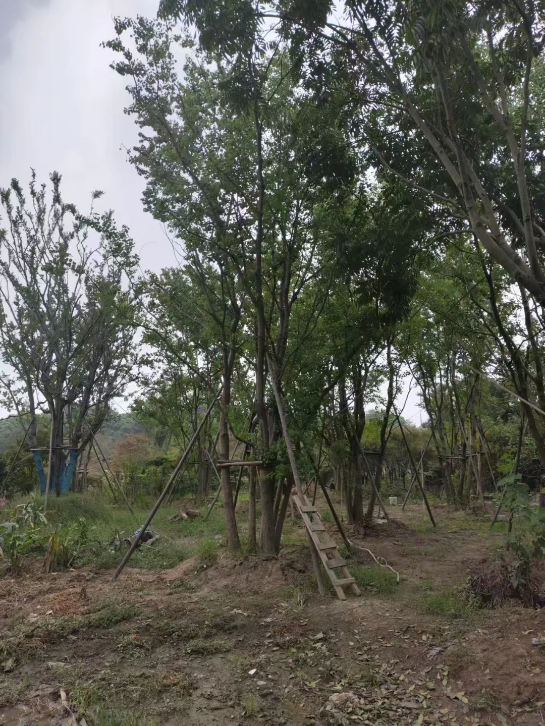 做苗木生意的老板们今年还好吗？