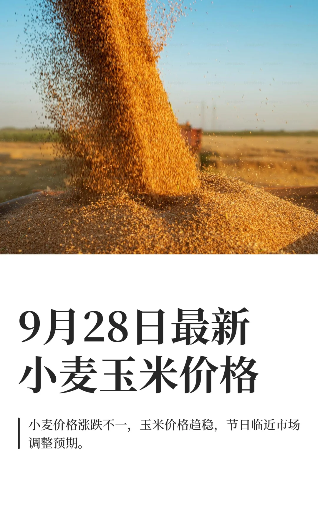 9月28日最新小麦玉米价格