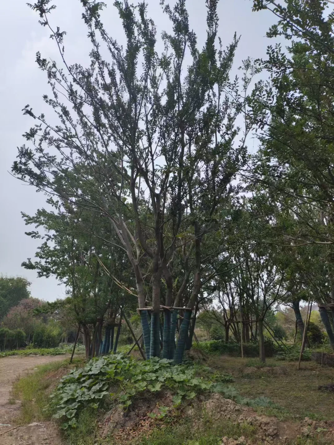 做苗木生意的老板们今年还好吗？