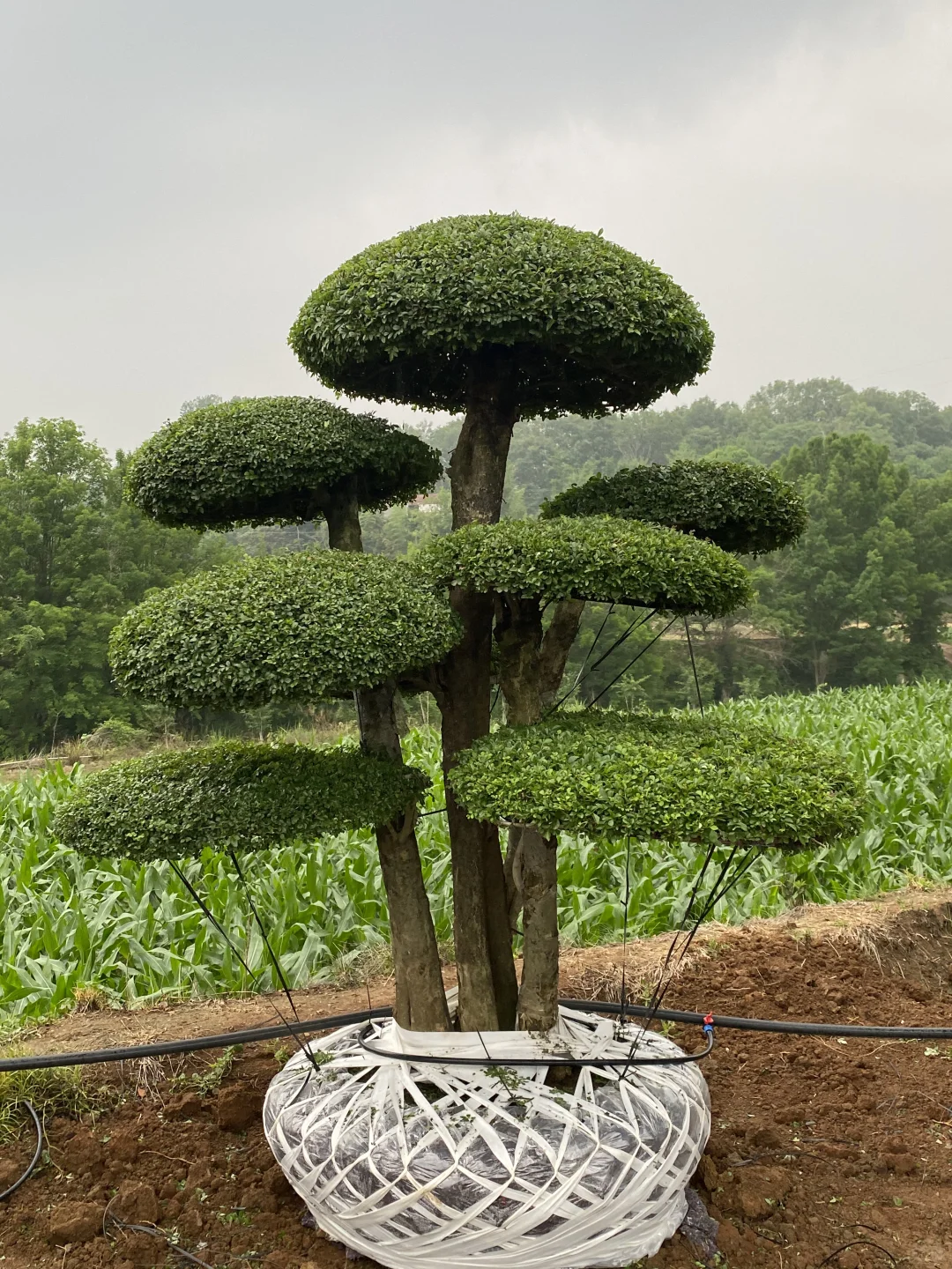 这是什么神仙造型的造型树