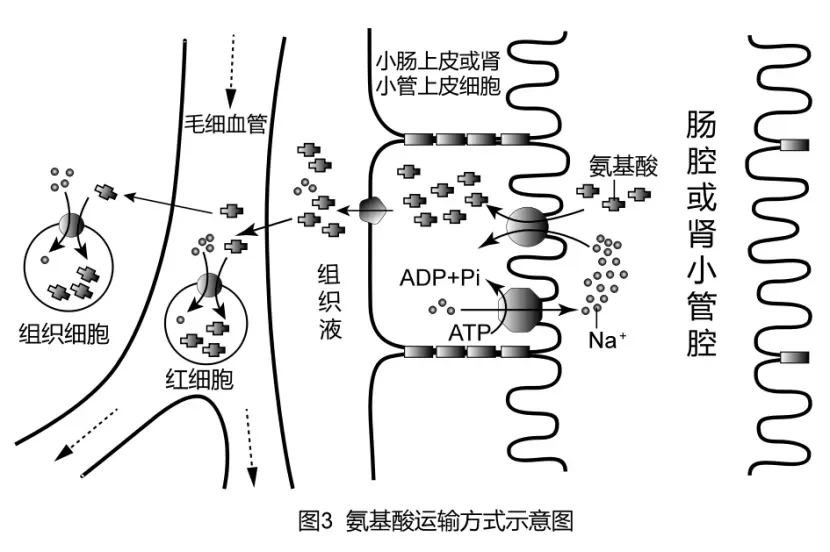 协同转运常见图