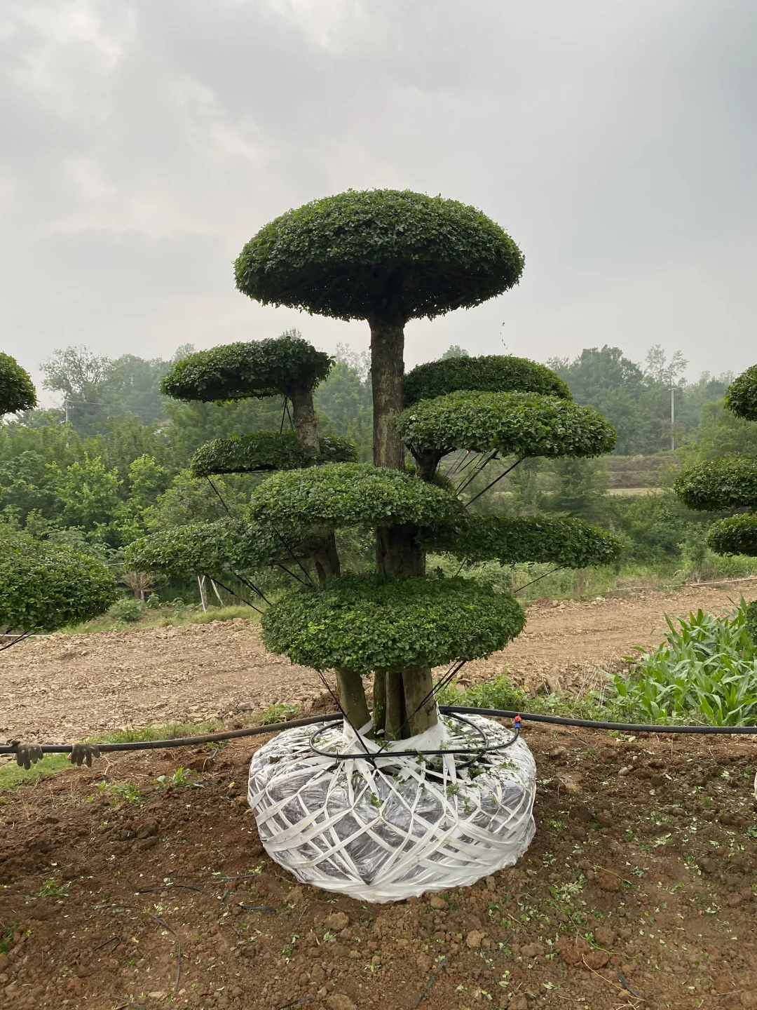 这是什么神仙造型的造型树