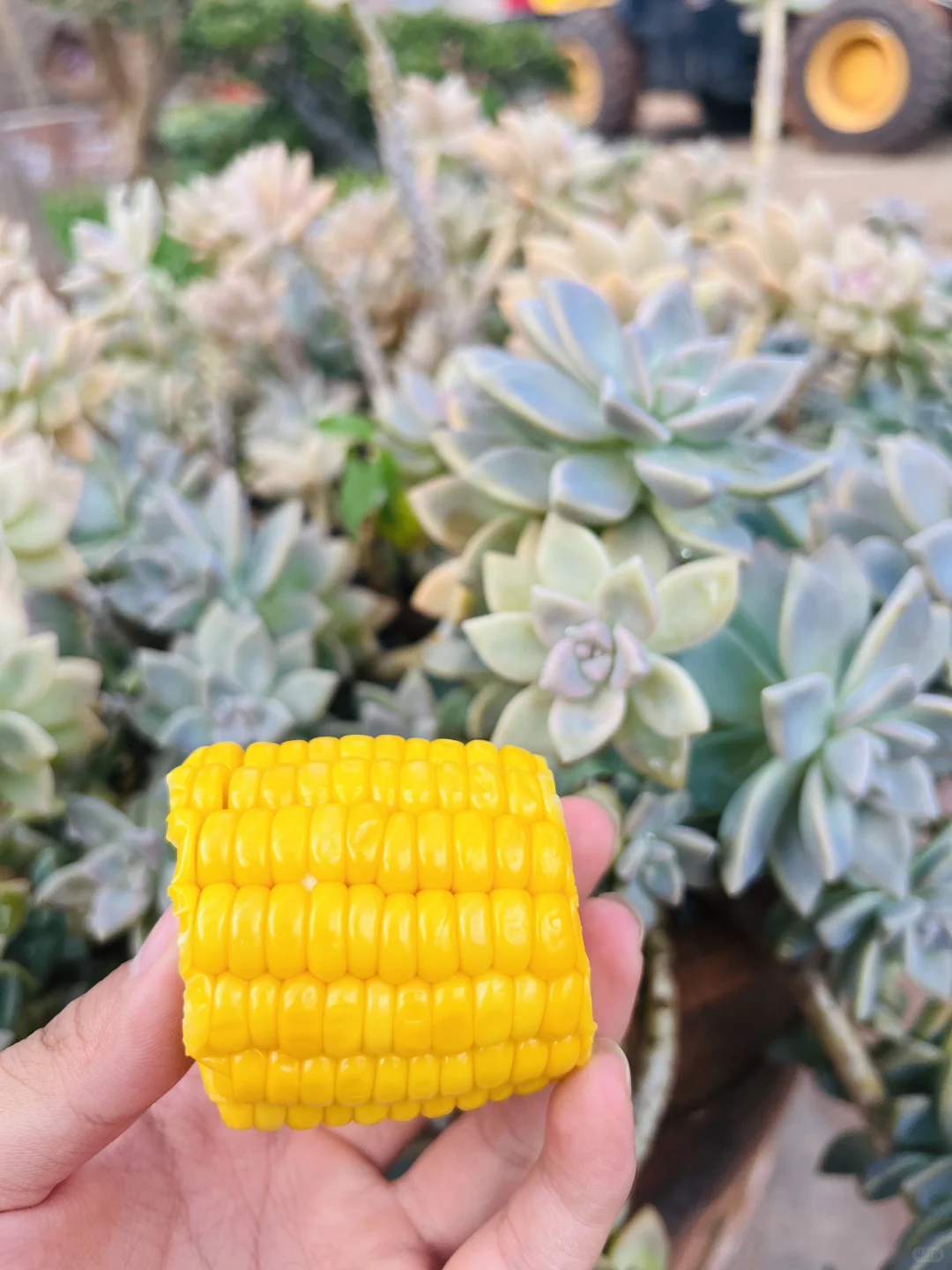 谁懂啊！找3年即食玉米，终于吃到爆汁的！