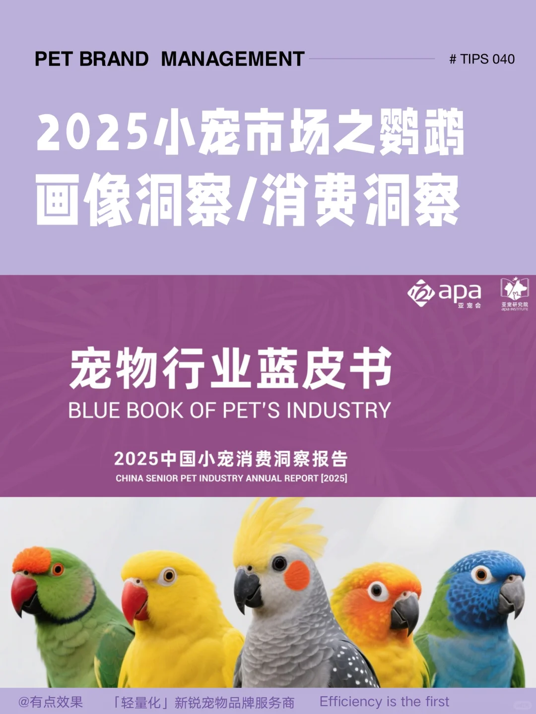 040tips｜2025小宠市场：鹦鹉