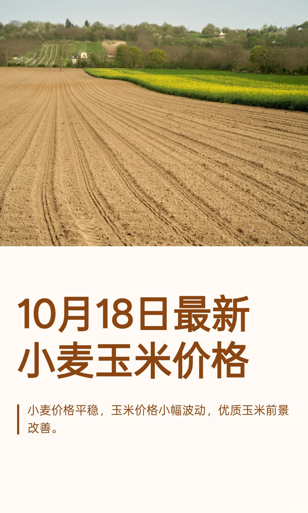 10月18日最新小麦玉米价格