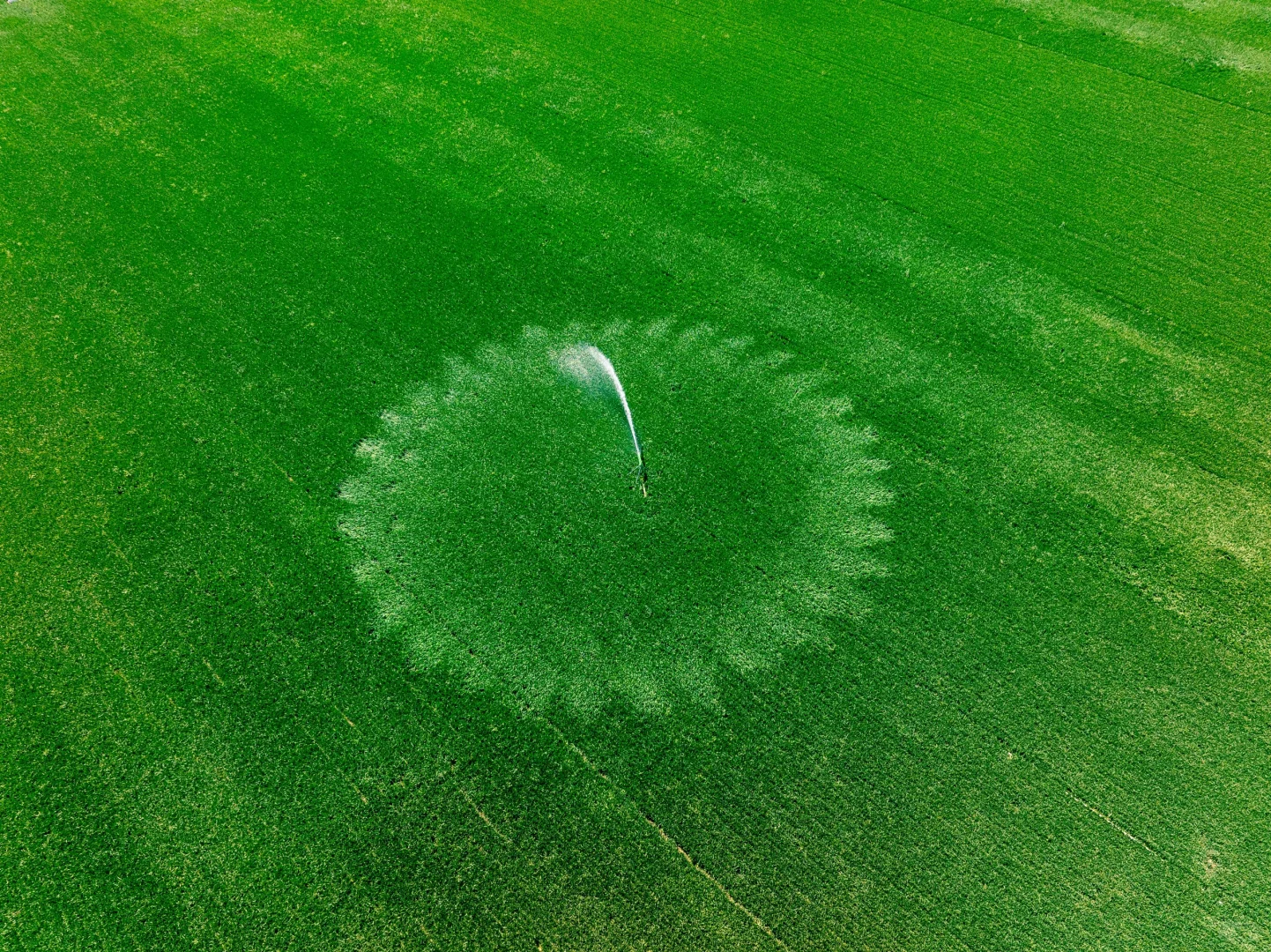 春天的绿色小麦田✅