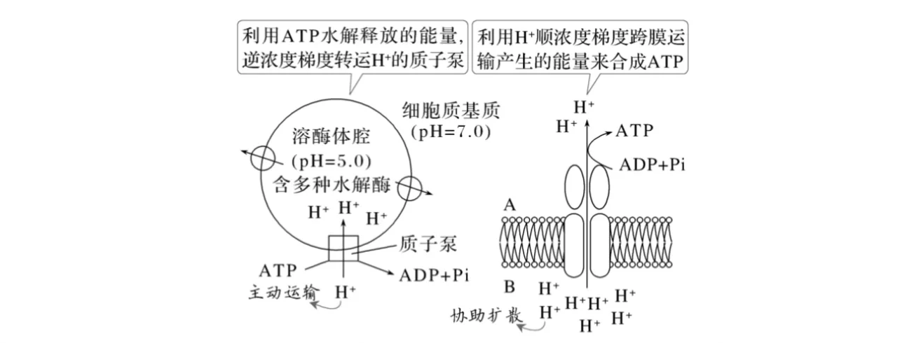 主动运输的三种方式