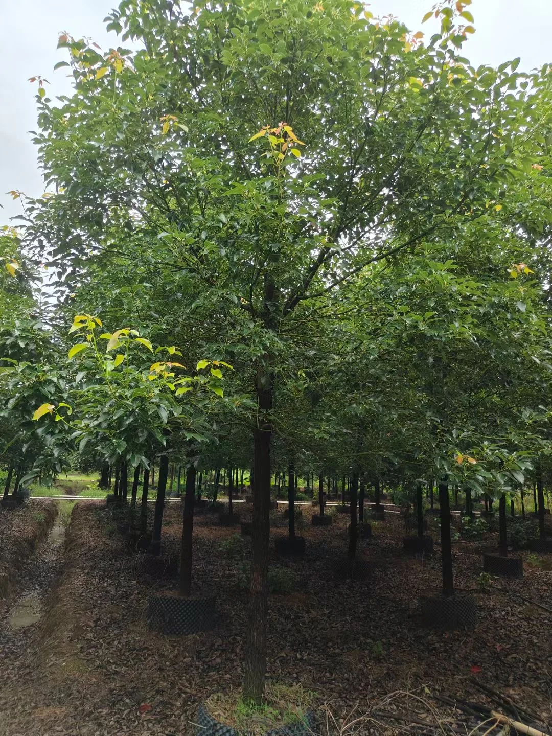 自家种植：1000棵12/13分全冠香樟