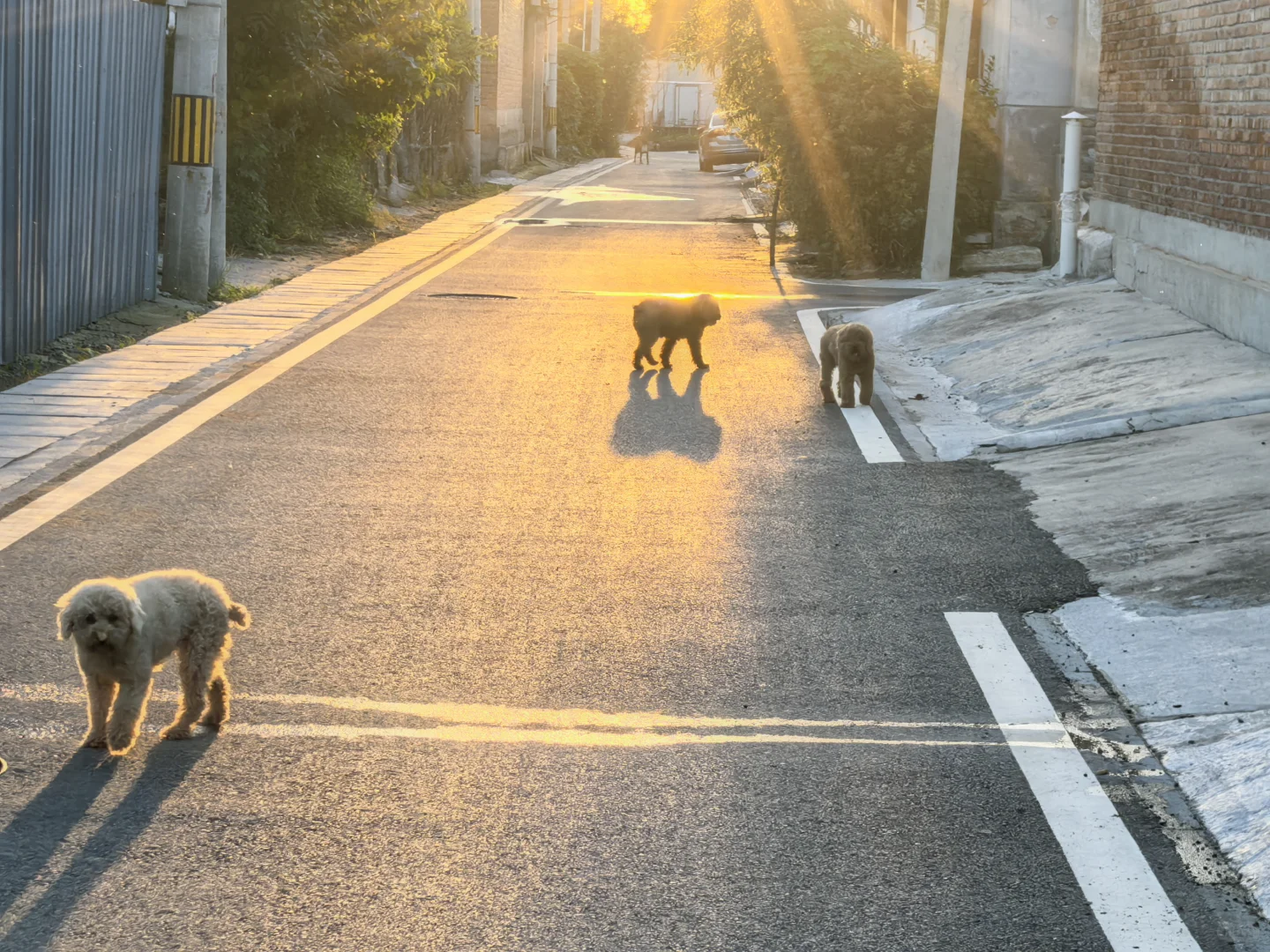 打卡有宠生活2025年宠物展-国际展览中心