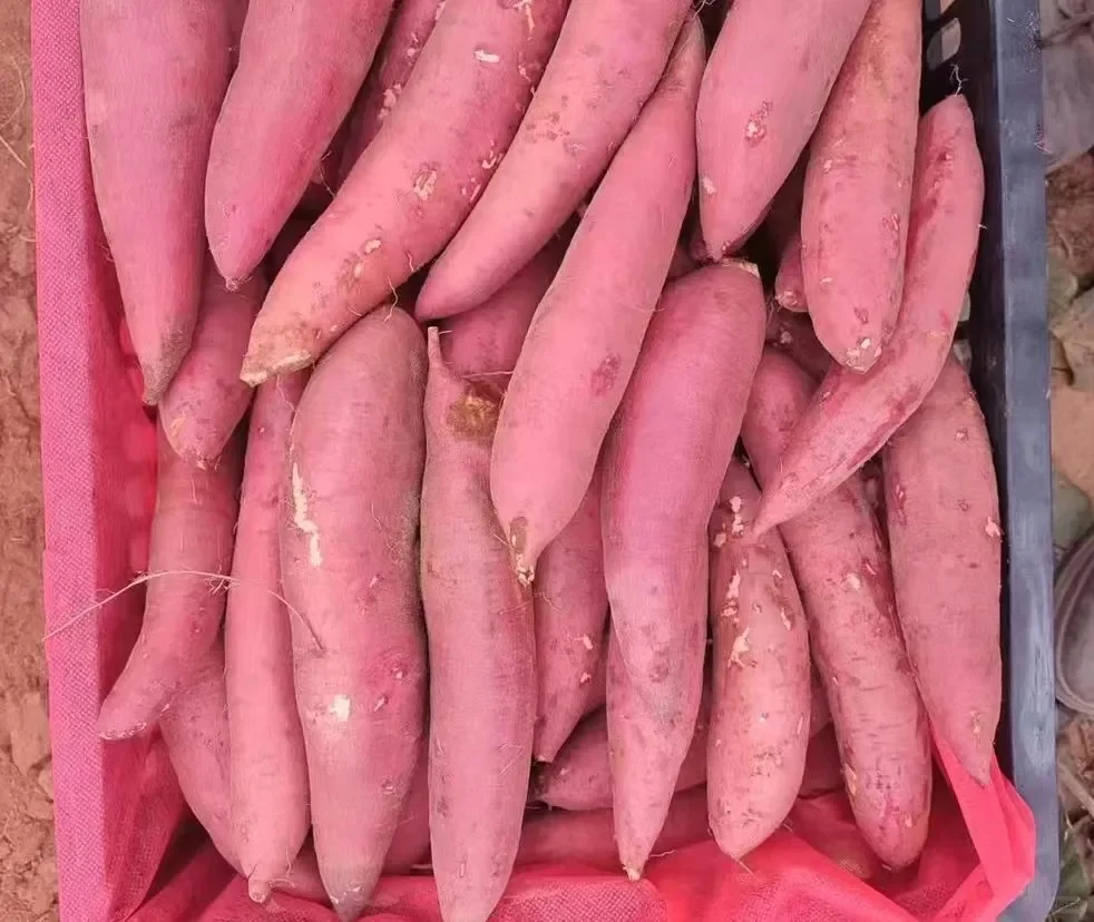 亩产3万元！盘点近期最火的5大“黄金作物”