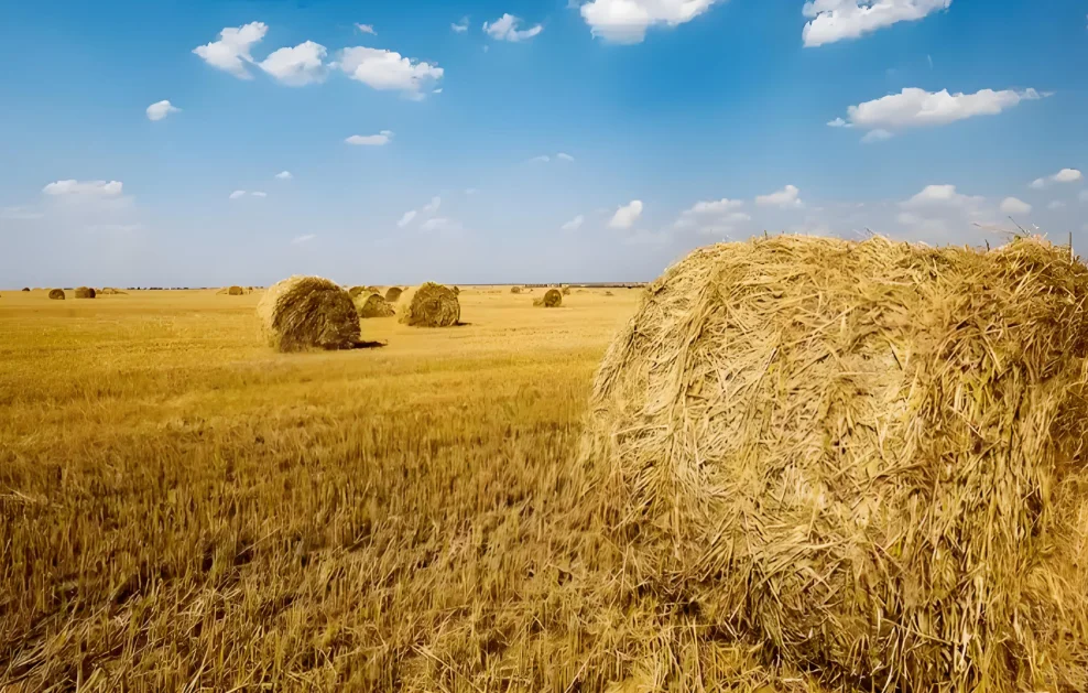 秸秆可行性研究报告