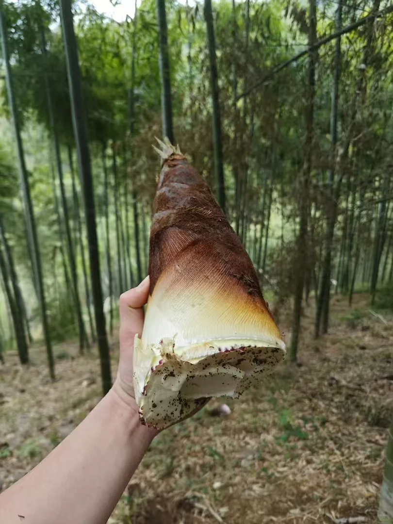 户外挖笋必看!你可能从没想过的法律风险