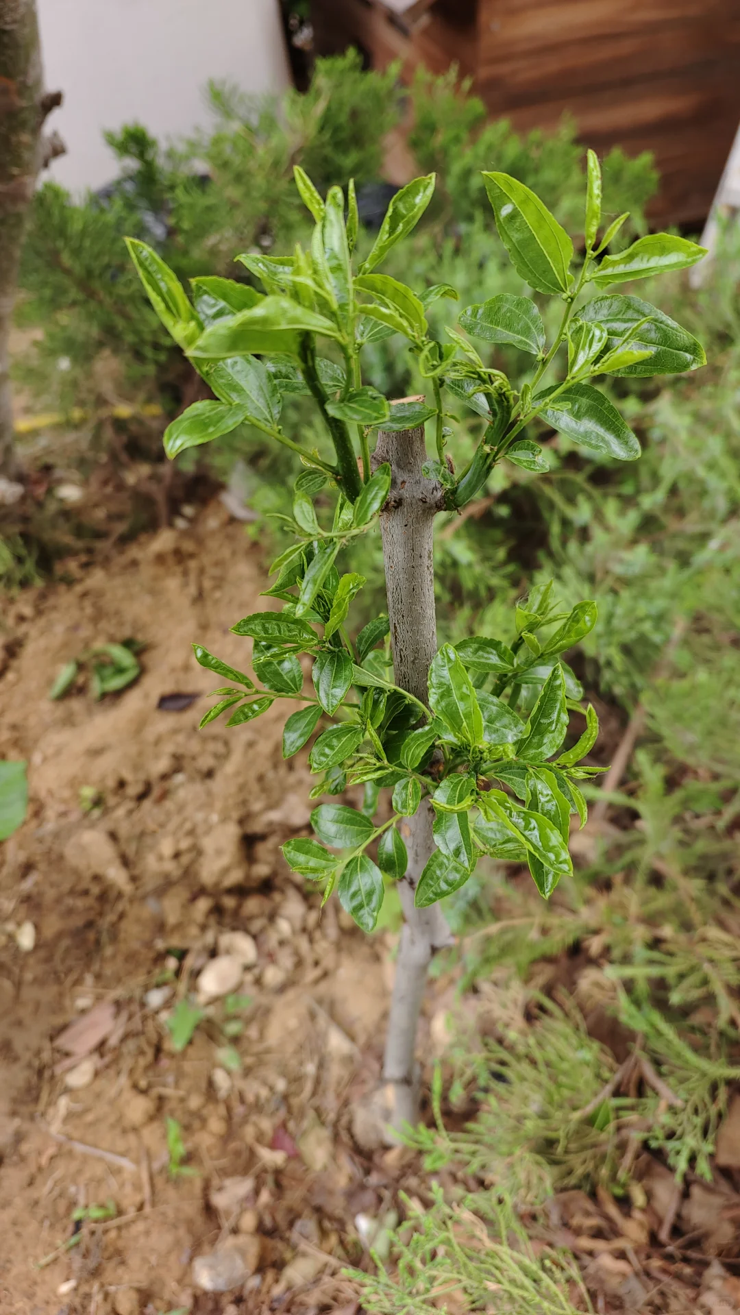 临沂树苗怎么回事