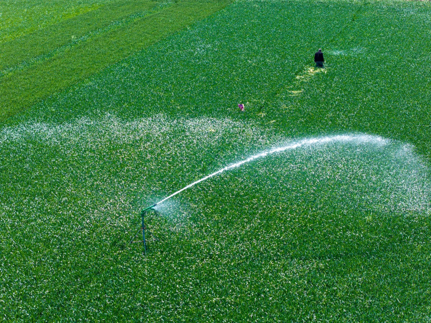 春天的绿色小麦田✅