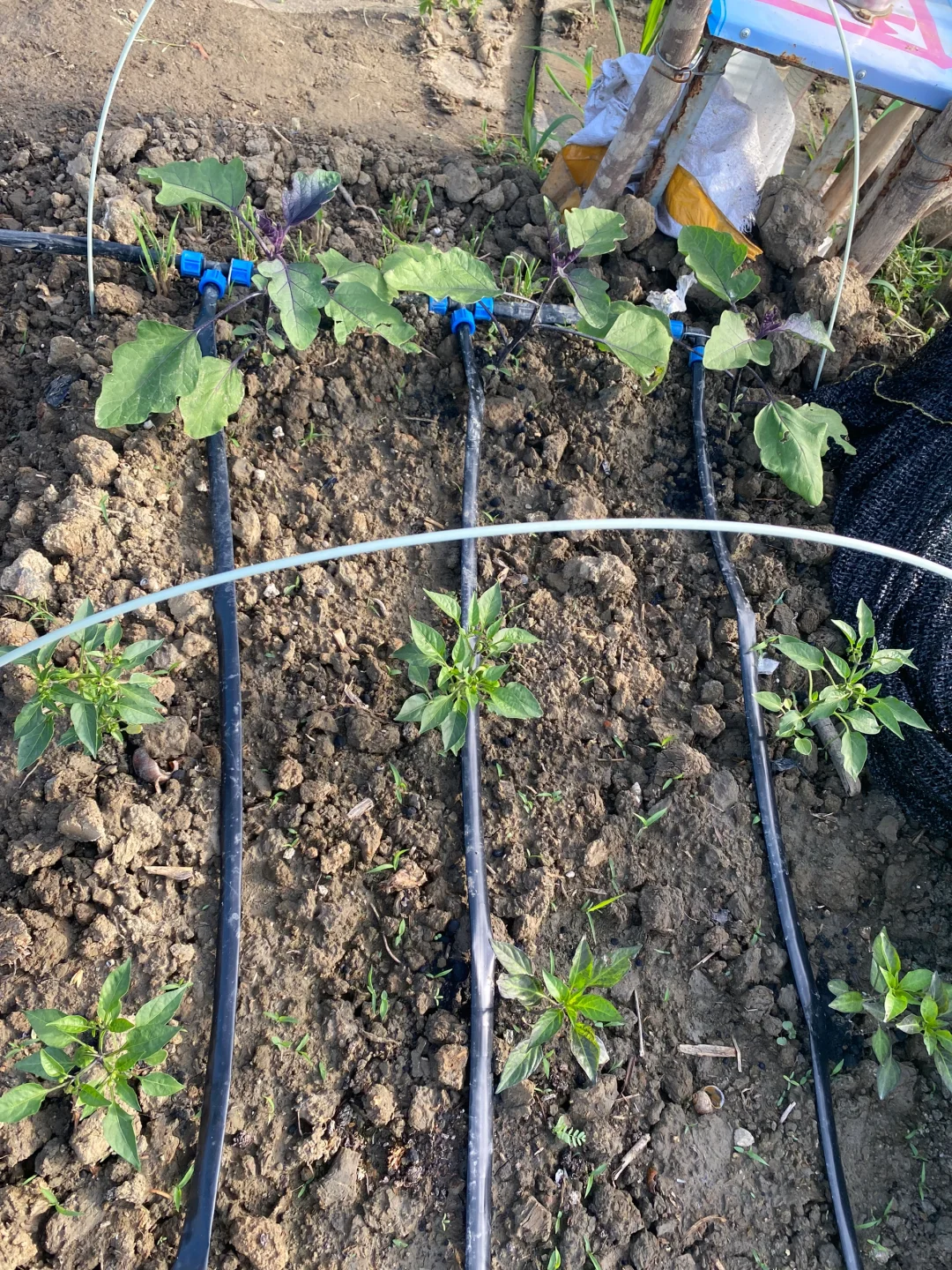 自己动手！小菜园太阳能自动滴灌系统！