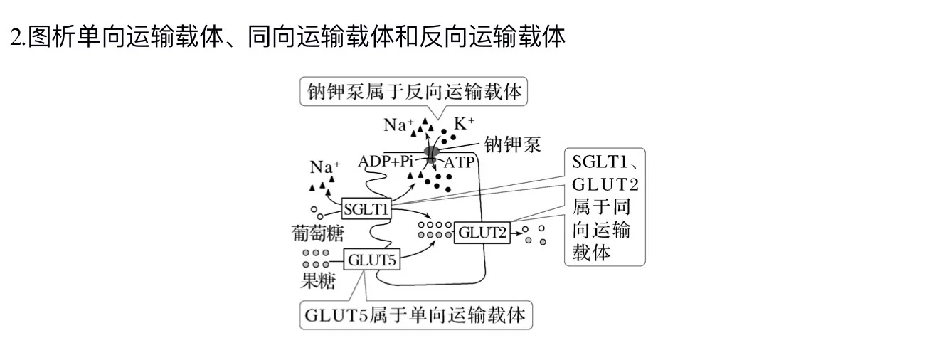 主动运输的三种方式