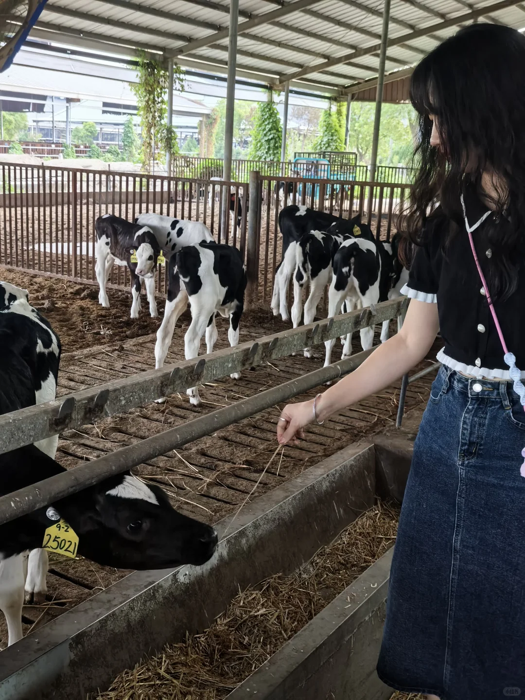 牛马也是喂上?了