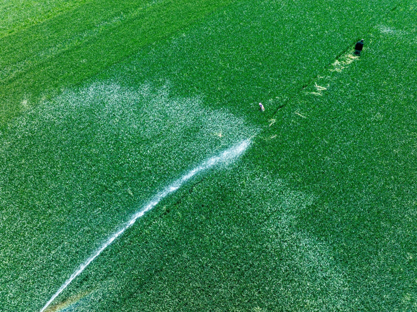 春天的绿色小麦田✅