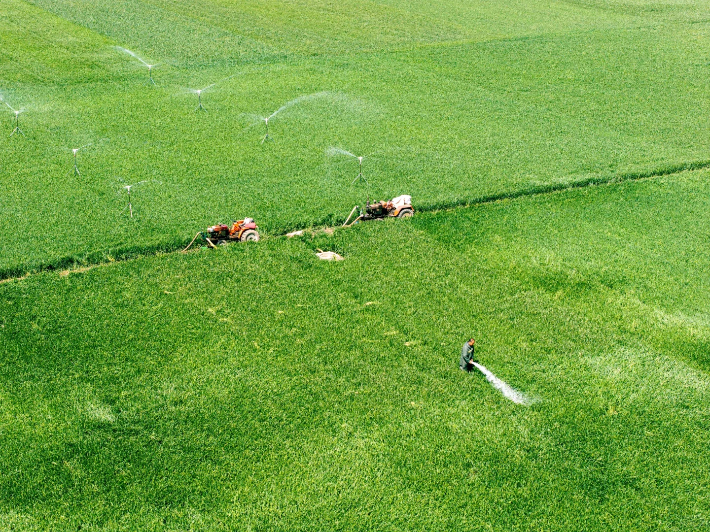 春天的绿色小麦田✅