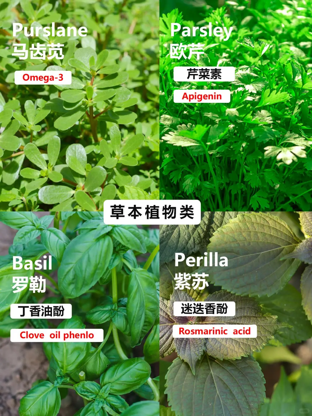 哈佛大学推荐的9大类超级食物！