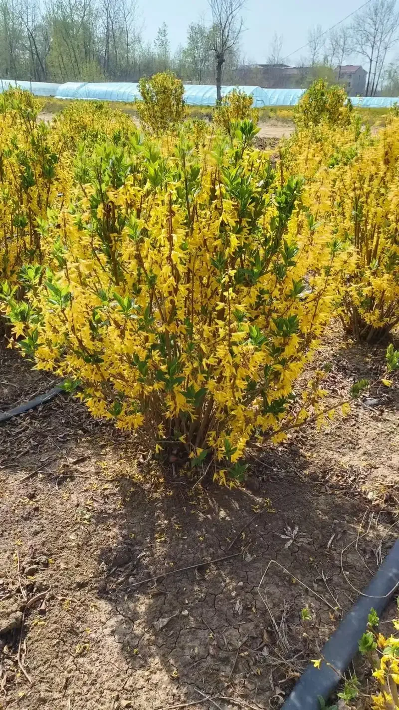 元梦之星农场赏析萤草8小时经济作物连翘