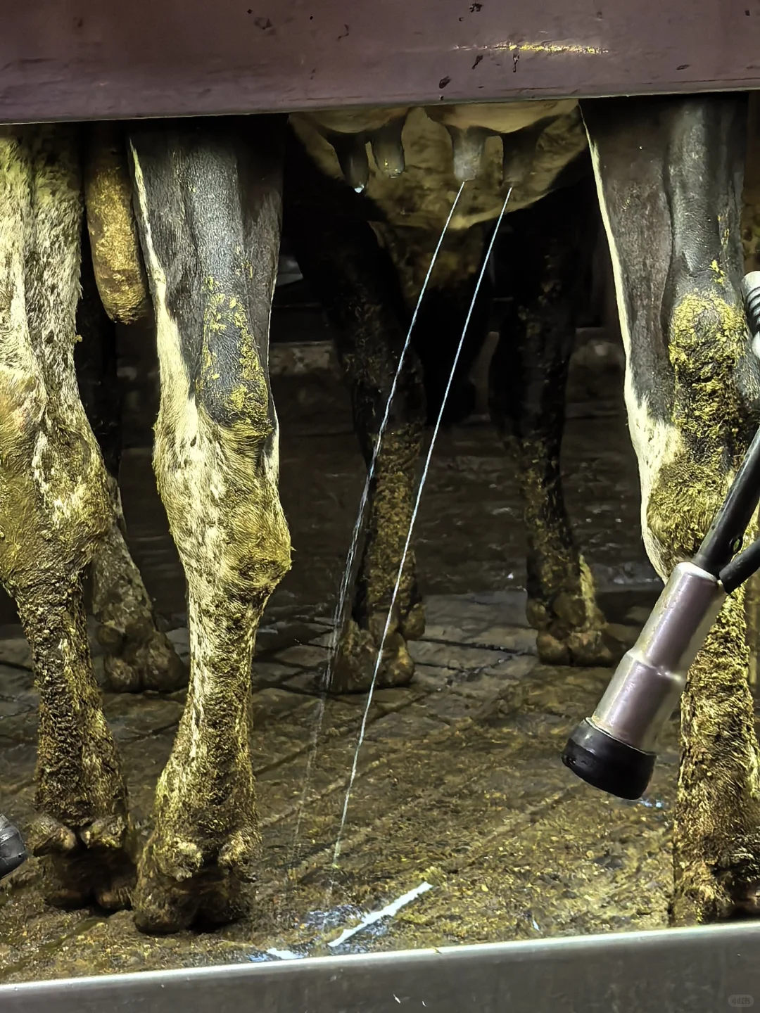 牛马也是喂上?了