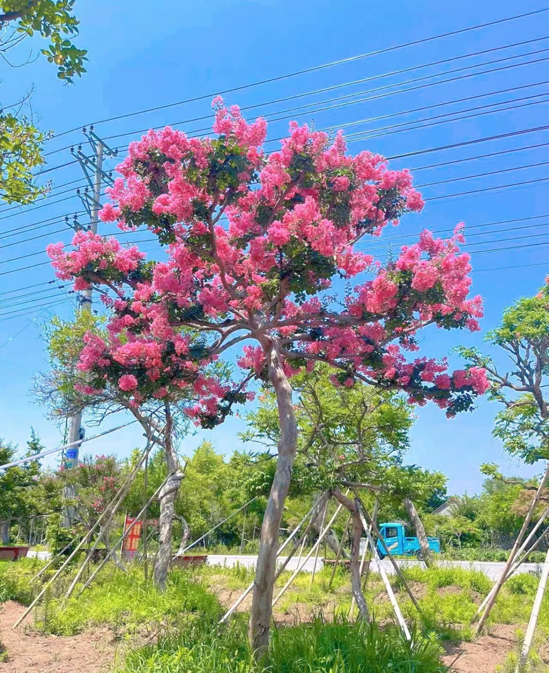 装修花园的正确方式