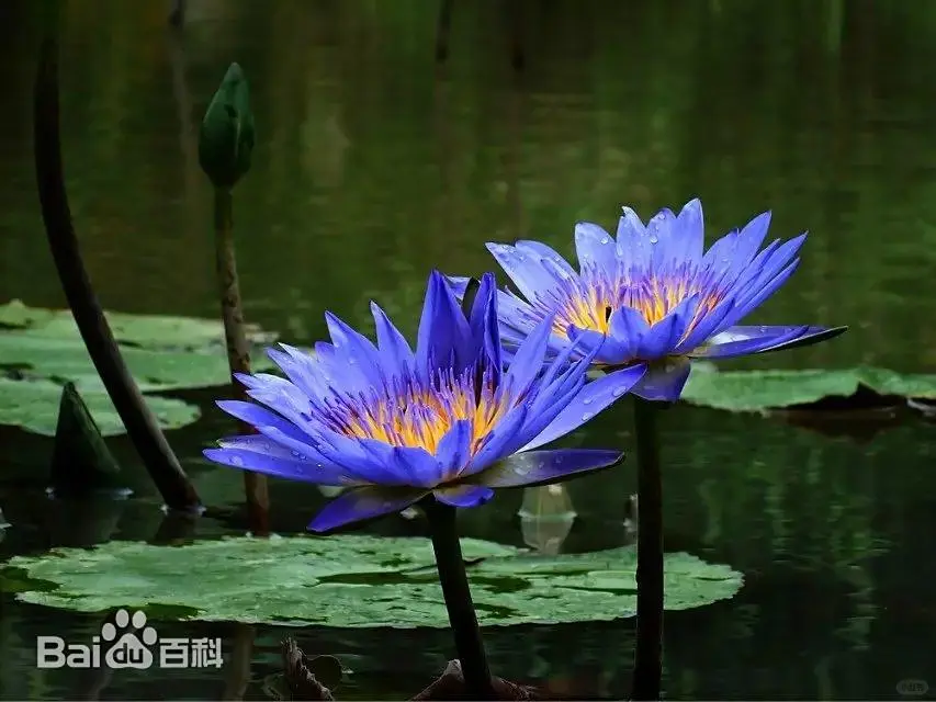 元梦之星农场赏析月华16小时经济作物玄晶莲