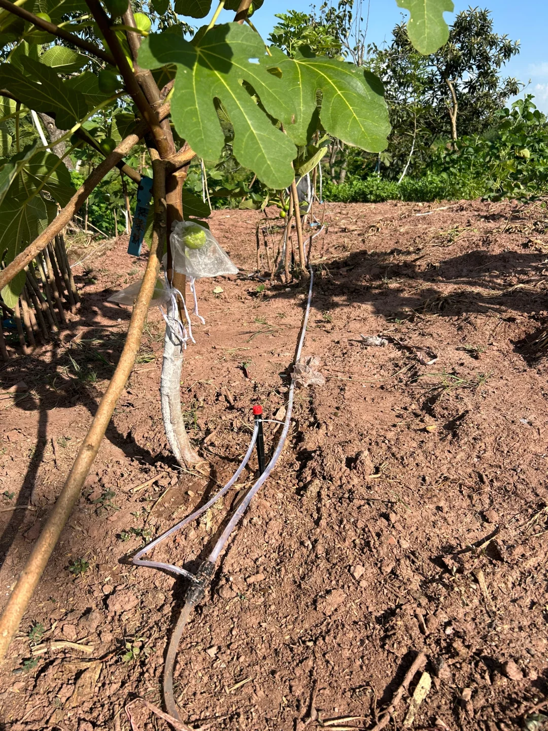 几十元就能拥有的自动浇水方案