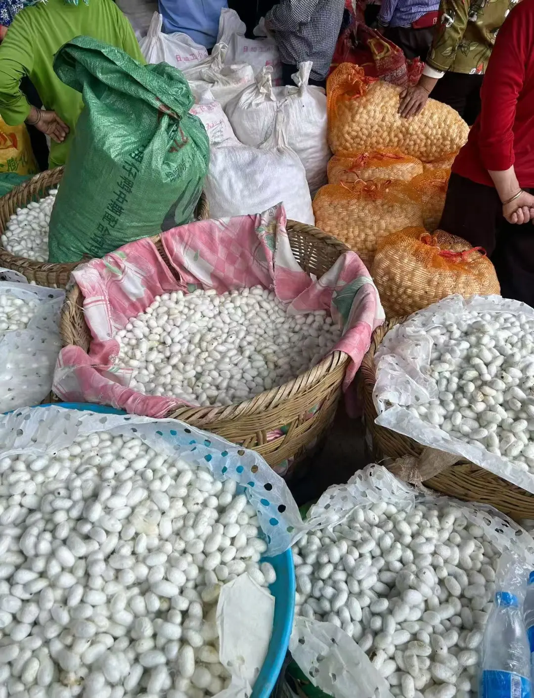 自己种桑养蚕?坚持有机农业与生态保护