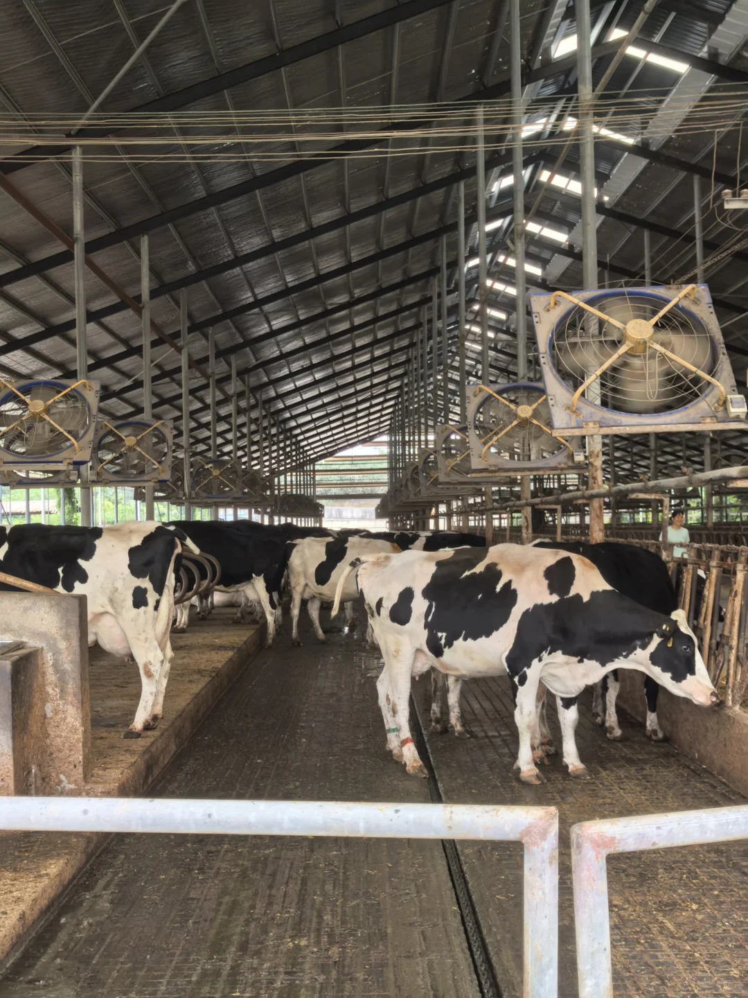 牛马也是喂上?了