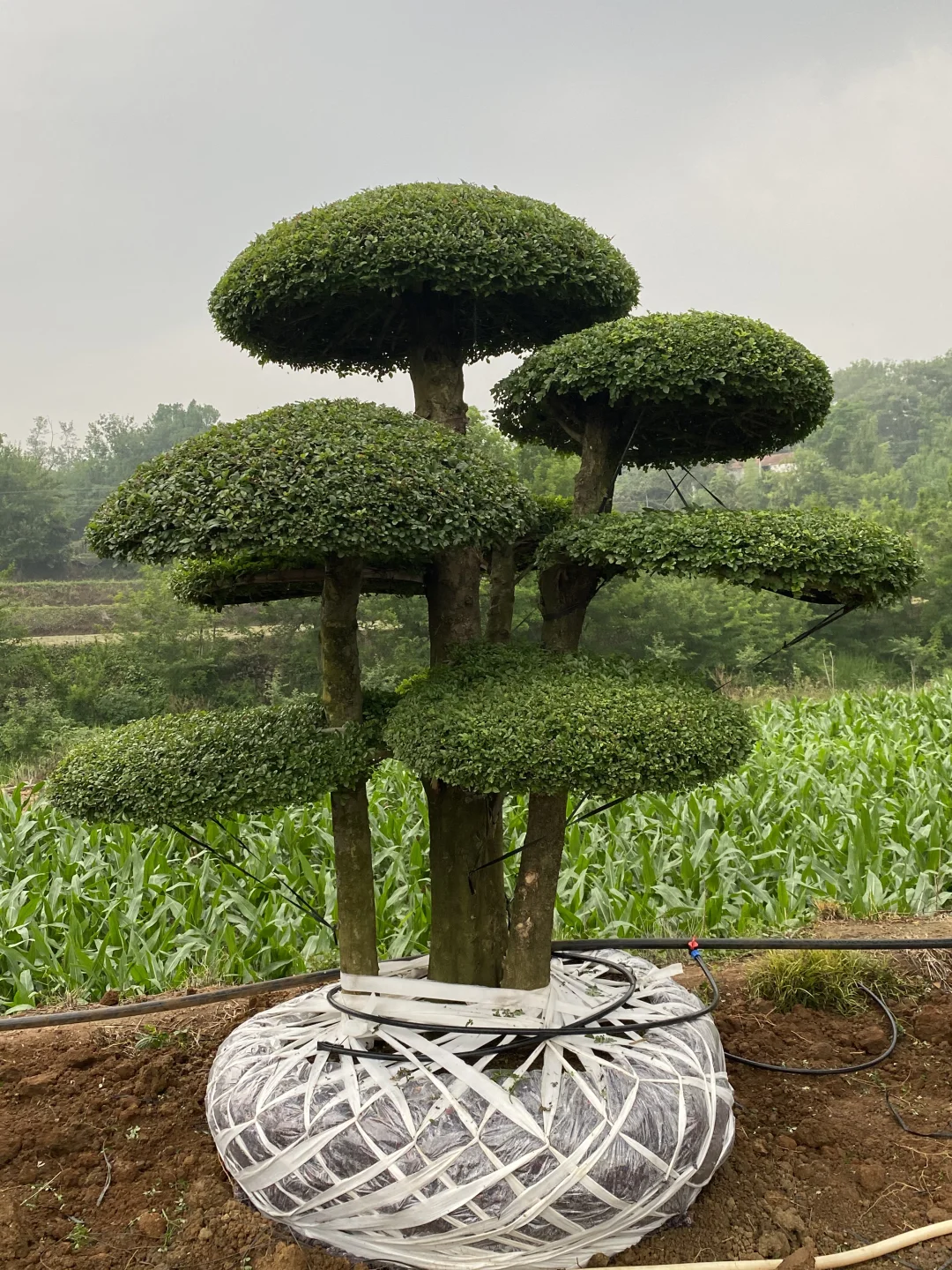 这是什么神仙造型的造型树