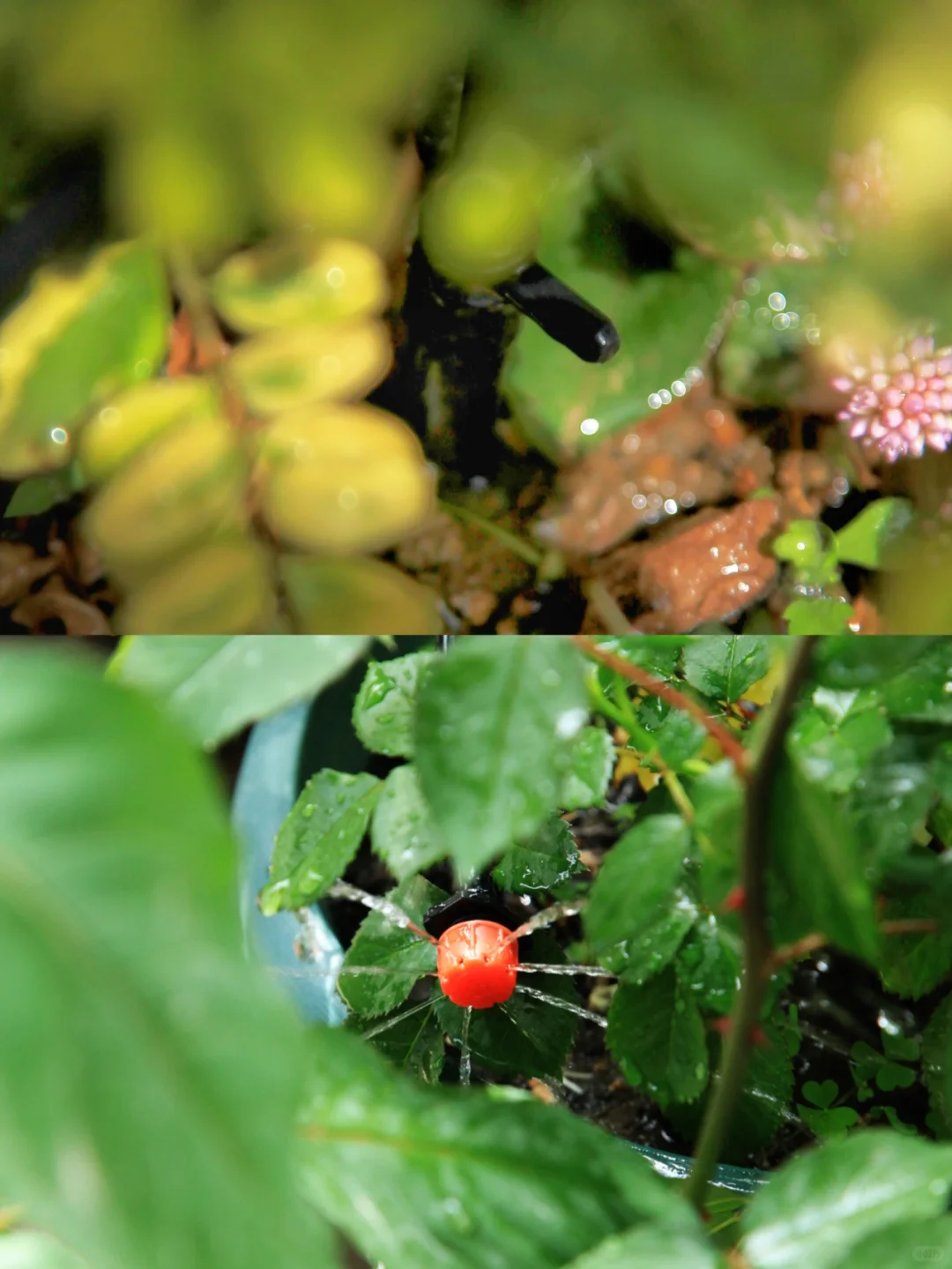 植物续命&解放双手-全自动滴灌系统DIY详解