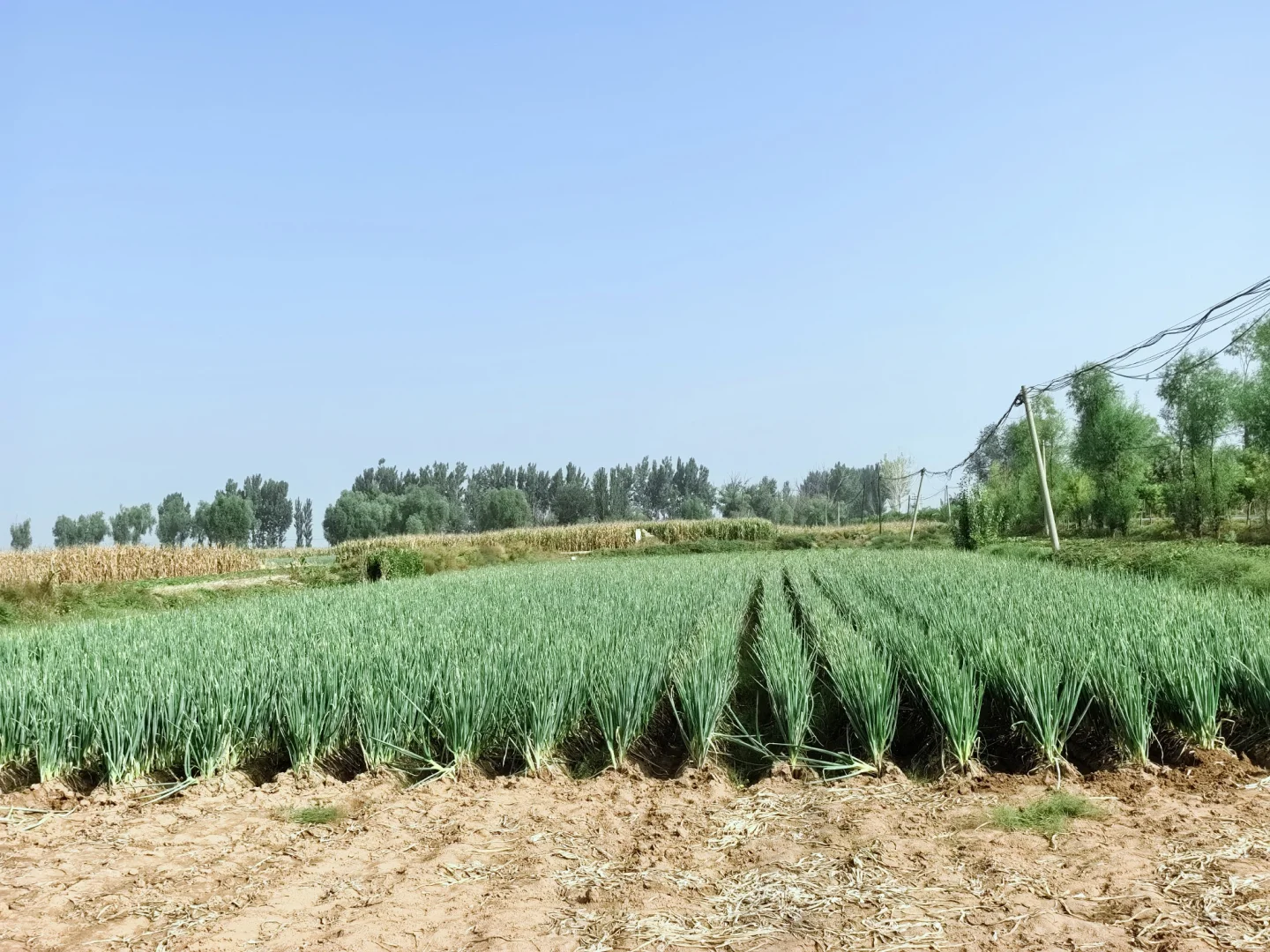 种大葱亏翻了，一年零工全亏地里了
