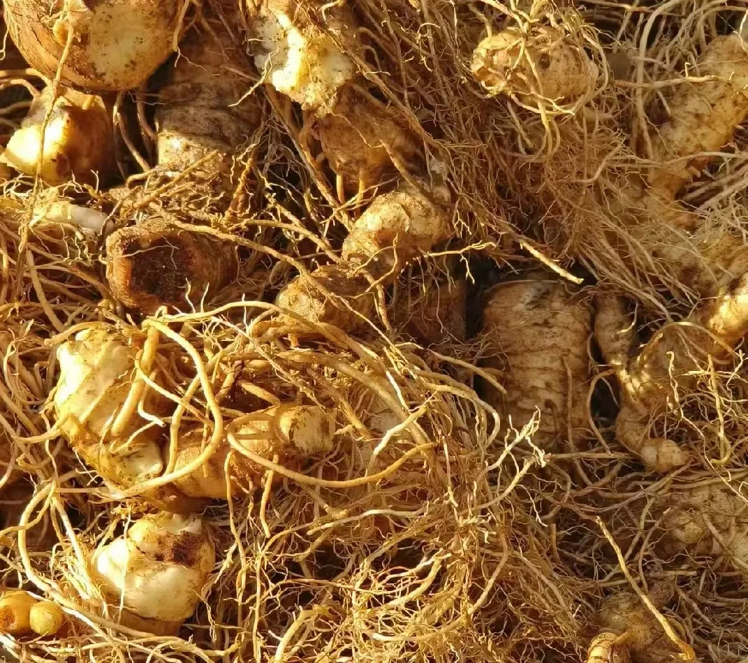 亩产3万元！盘点近期最火的5大“黄金作物”