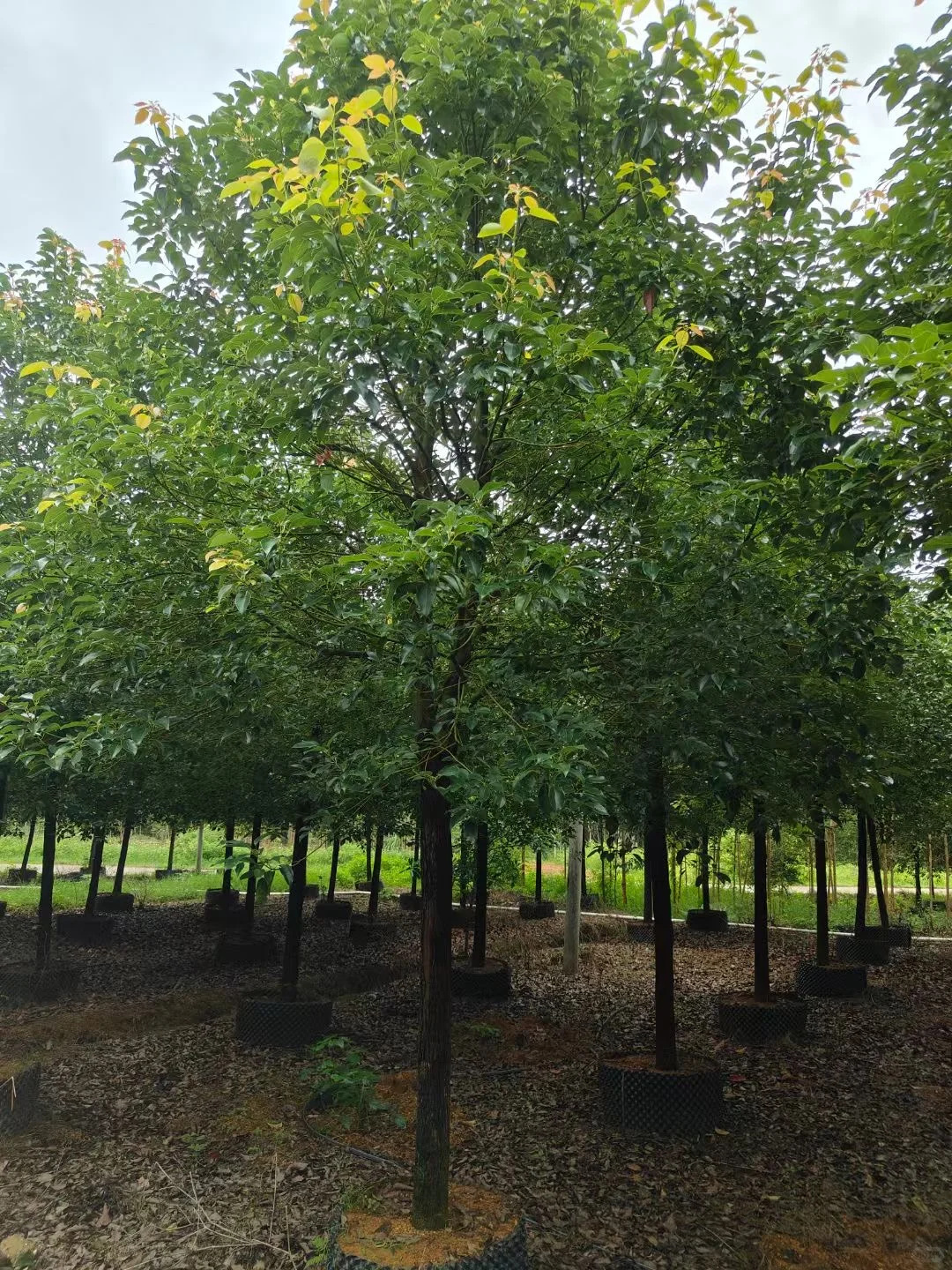 自家种植：1000棵12/13分全冠香樟